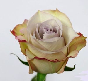 ROSE DEEP SILVER 50